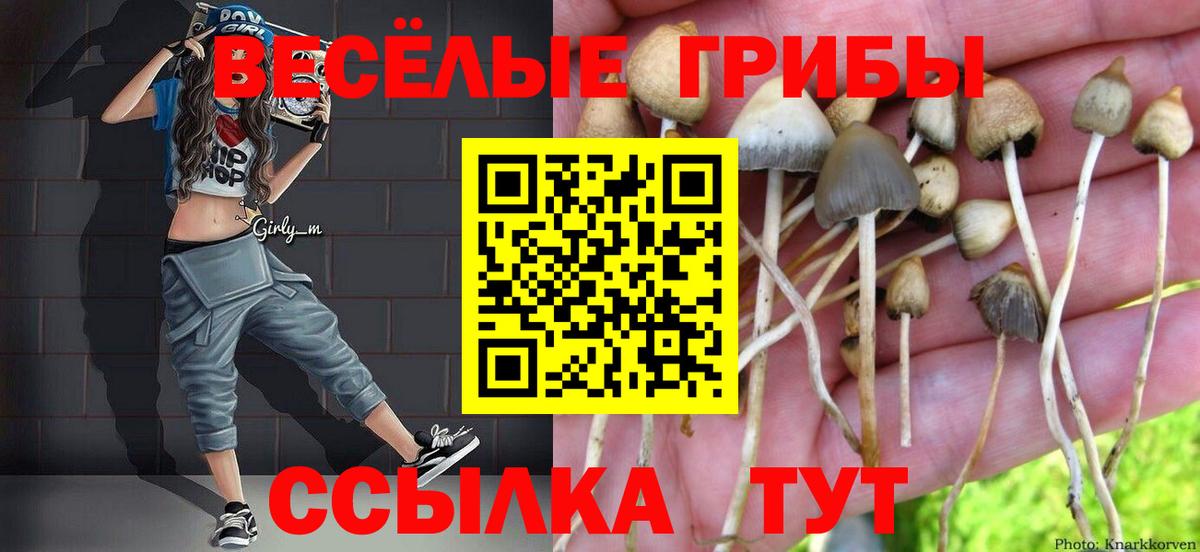 Псилоцибиновые грибы Psilocybine cubensis Великий Устюг